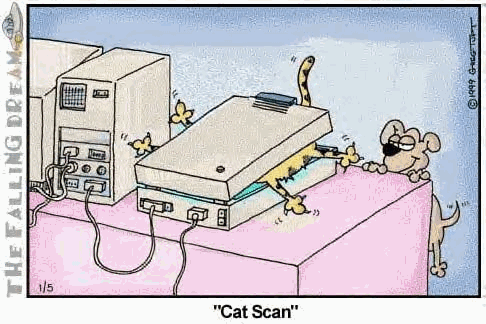 Cat Scan GIF